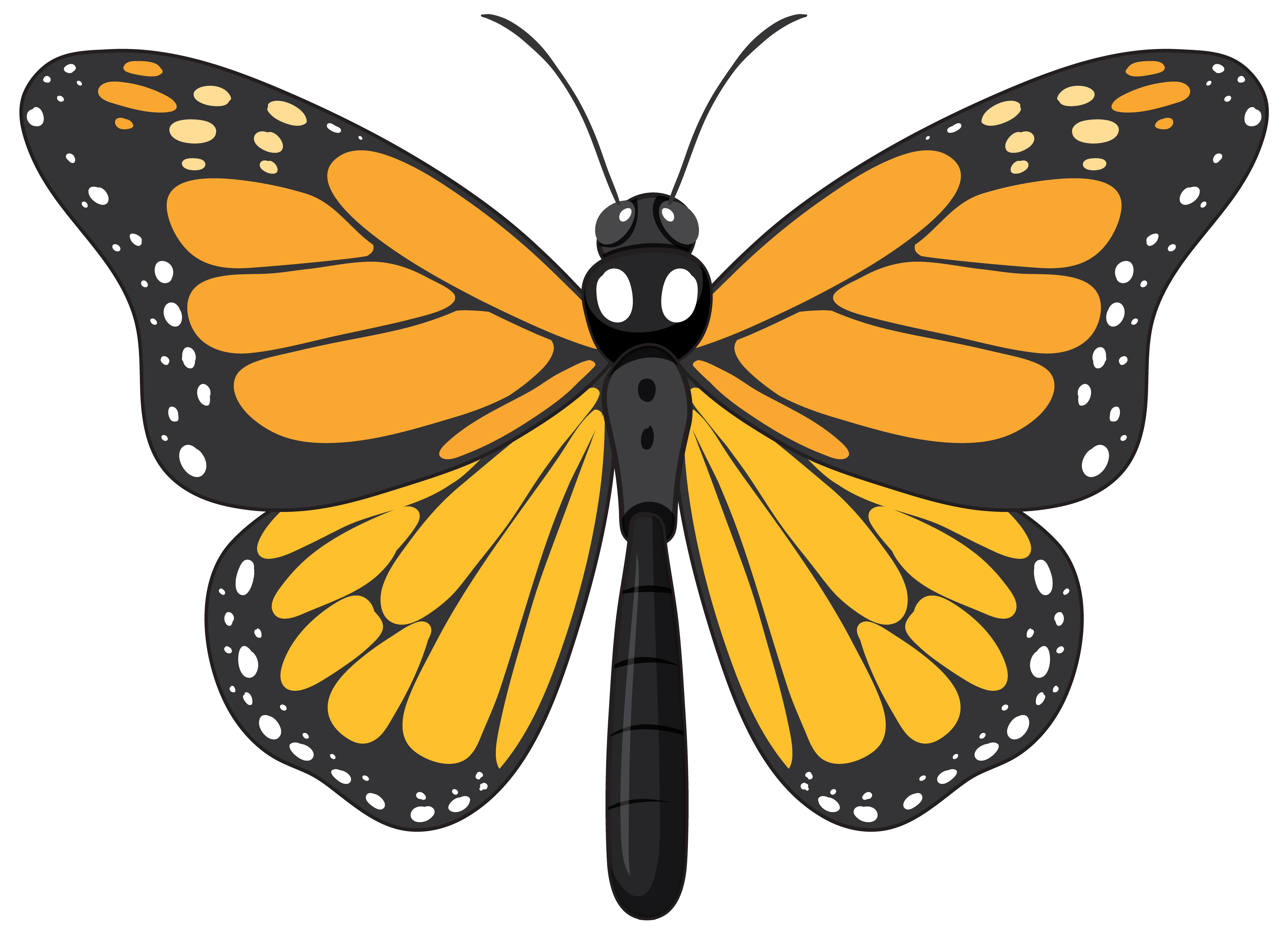 butterfly